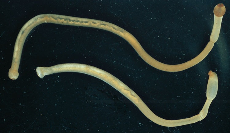 aplacophora